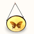 Su formato circular crea una presencia muy decorativa, mientras que la mariposa interior añade un punto de belleza natural, rareza y valor coleccionista. 