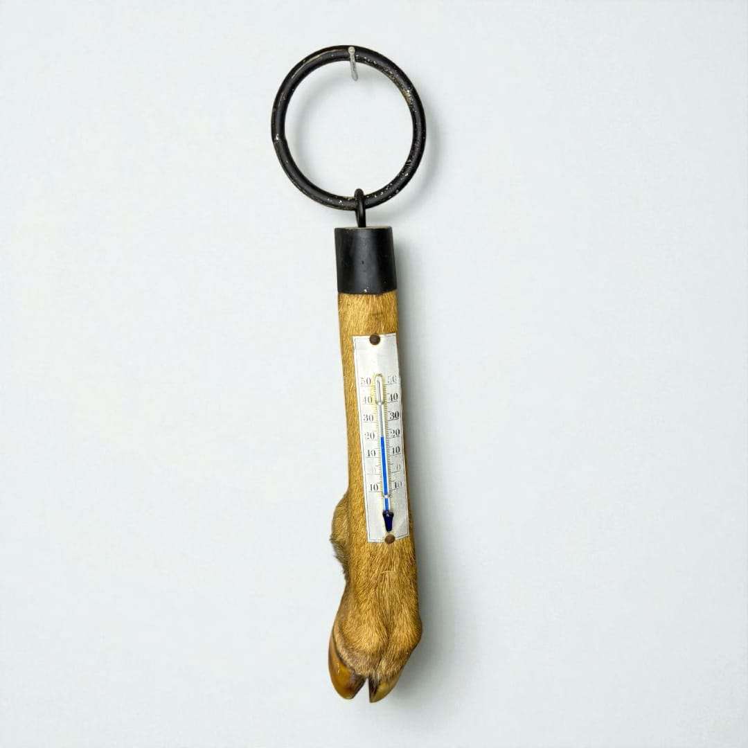 Termómetro de pata de ciervo decorativo y funcional.
