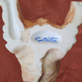 Firma C. Martinus en la base de la figura Cocker Spaniel biscuit, confirmando autenticidad de esta pieza de porcelana sin esmalte.